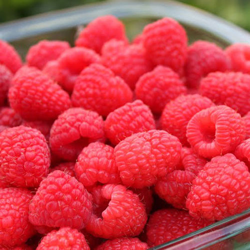 framboisier Red Mammouth